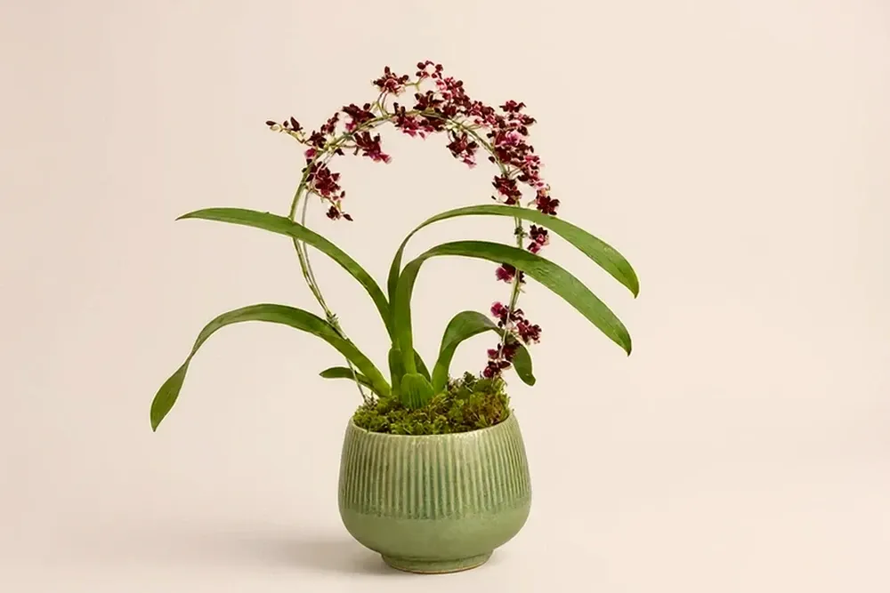 Orquídea Chocolate Premium em Vaso Elegante